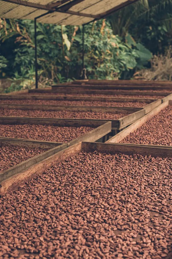 Organic Roasted Cacao Beans-Premium Quality 100% Cocoa 25kg From Vietnam for Chocolate Making & Snacking