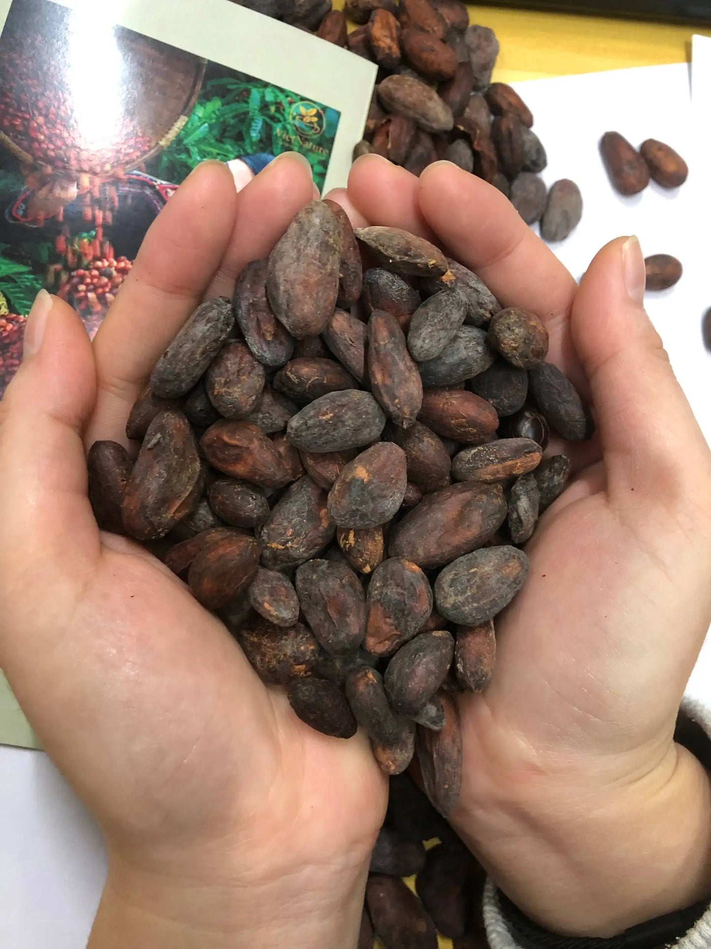 Vietnam Organic Criollo Cocoa Beans-Natural Roasted 100% Cacao Bulk Supply 25kg Vietnature Brand Food Grade
