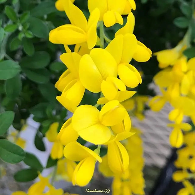 Certified Organic Premium Natural Perfume Ingredient Broom Genet Absolute Oil Pure Essential Oil for Fragrance Industry
