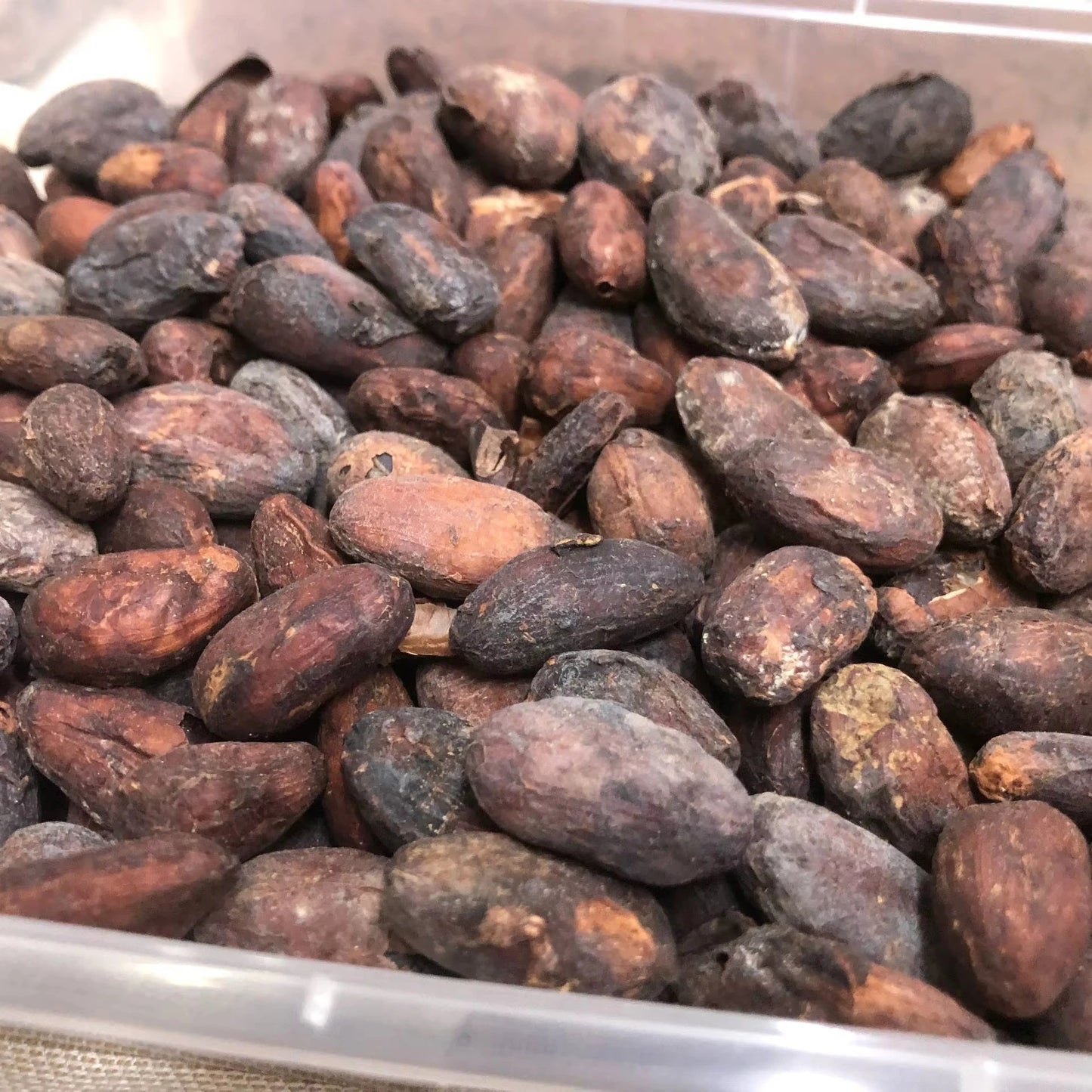 Vietnam Organic Criollo Cocoa Beans-Natural Roasted 100% Cacao Bulk Supply 25kg Vietnature Brand Food Grade
