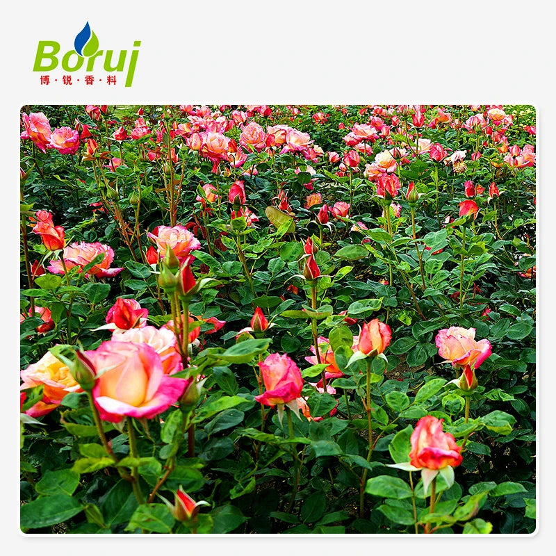 Wholesale Bulk Price Private Label Cosmetics Facial 100% Raw Pure Natural Organic Rose Essential Oil