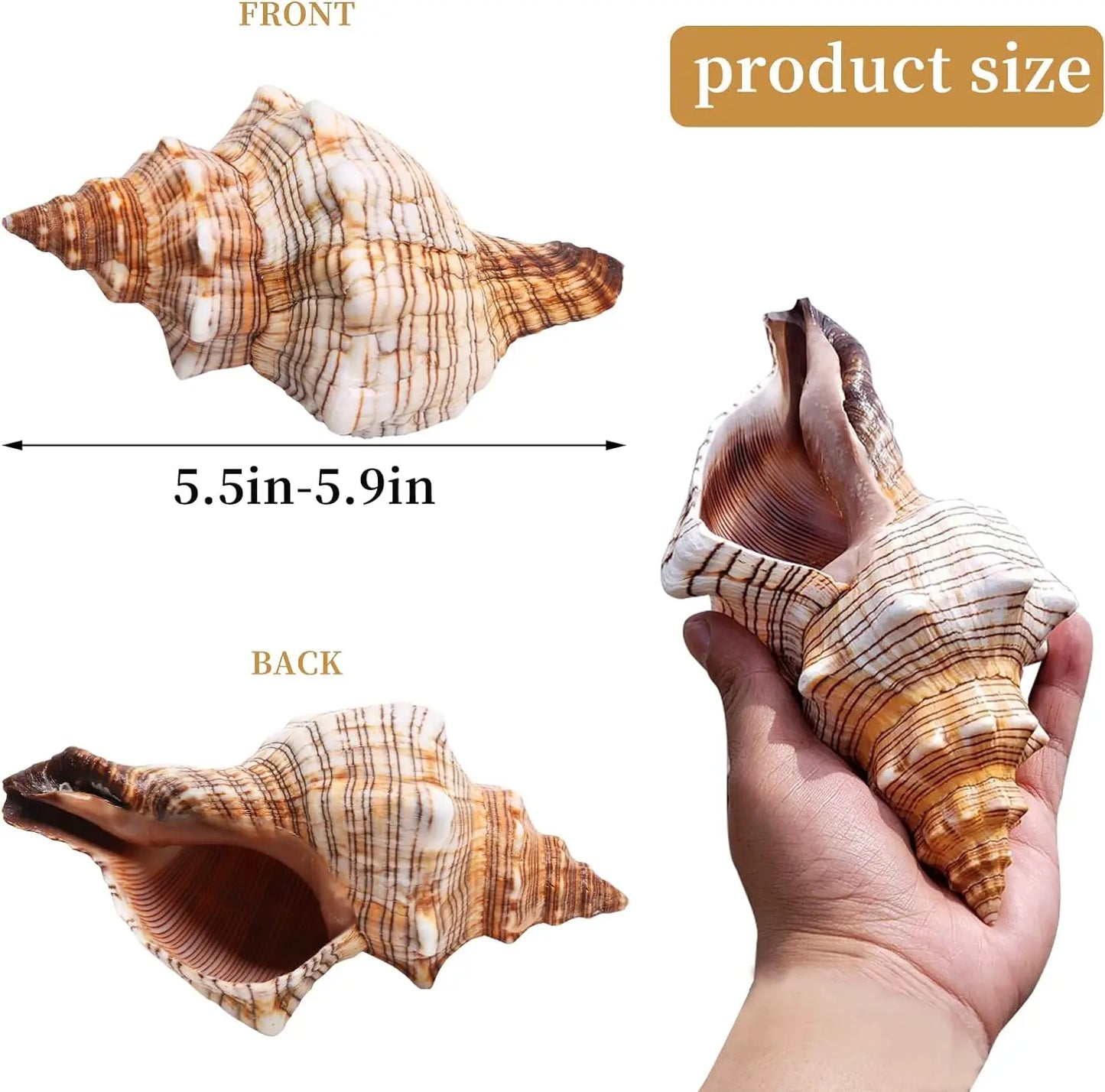 5.5-5.9 Inch Seashell 2PCS Conch Shell Large Natural for Collectible Figurines Fish Tank Wedding Decor Beach Decor