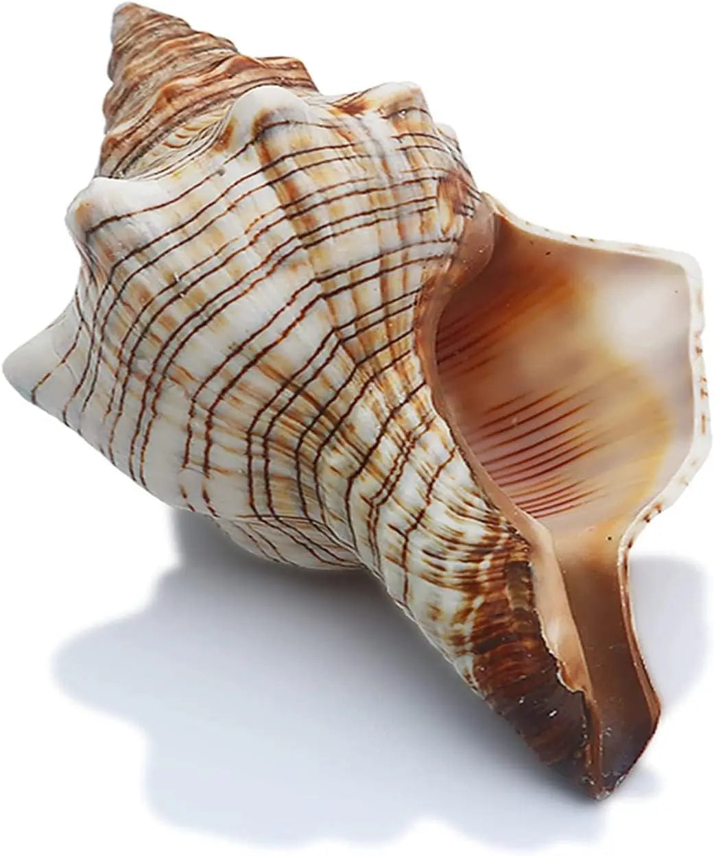 5.5-5.9 Inch Seashell 2PCS Conch Shell Large Natural for Collectible Figurines Fish Tank Wedding Decor Beach Decor