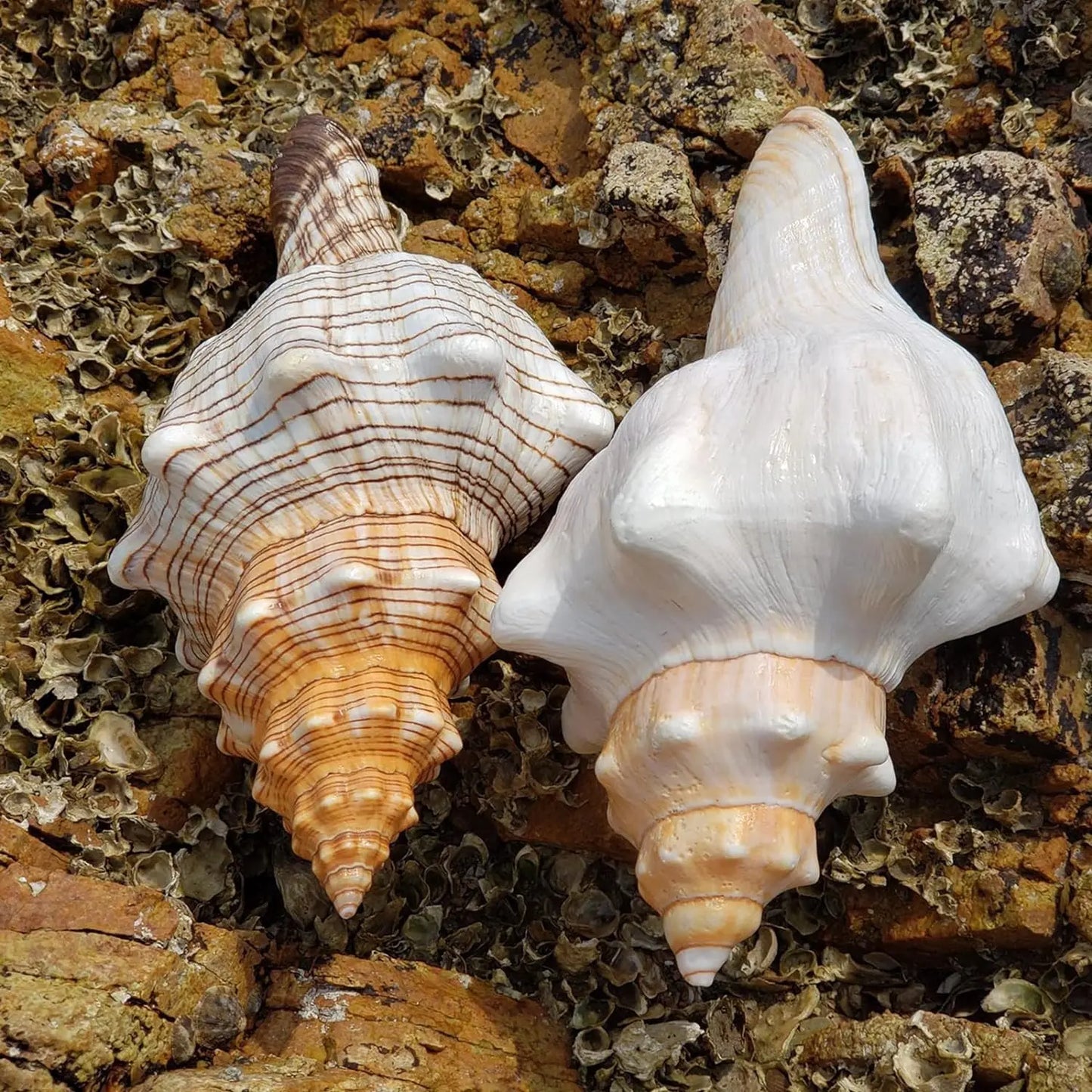 5.5-5.9 Inch Seashell 2PCS Conch Shell Large Natural for Collectible Figurines Fish Tank Wedding Decor Beach Decor