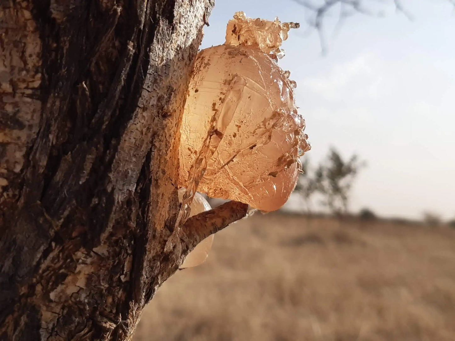 New Collected Wild Organic Big Granules Red Acacia Seyal Gum Sudan Vachellia Seyal Gums for Sale