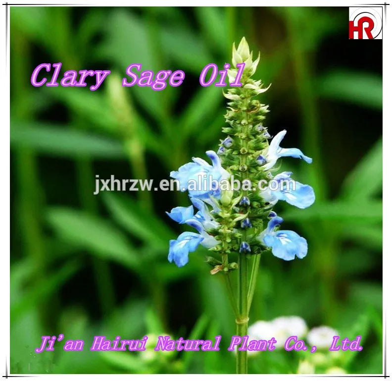 Manufacturer Wholesale Bulk Customised Private Label Free Sample Pure Natural Organic Clary Sage Oil for Skin Care