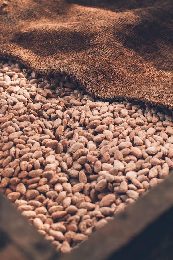 Organic Roasted Cacao Beans-Premium Quality 100% Cocoa 25kg From Vietnam for Chocolate Making & Snacking