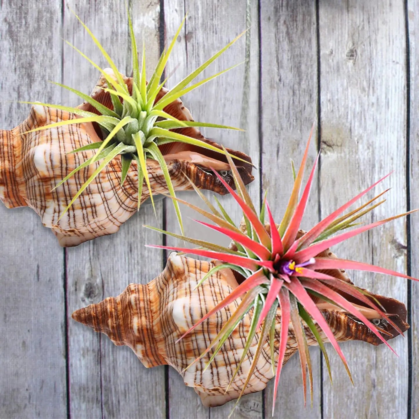 5.5-5.9 Inch Seashell 2PCS Conch Shell Large Natural for Collectible Figurines Fish Tank Wedding Decor Beach Decor