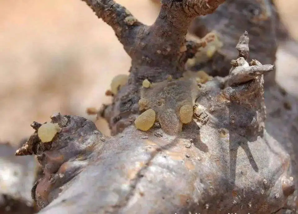 organic boswellia serrata Frankincense Resin Organic Somalia Incense Brock oliban Hydrosol Clean Frank Incense
