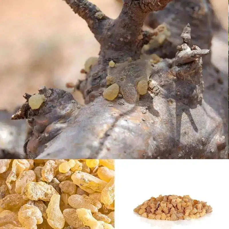 organic boswellia serrata Frankincense Resin Organic Somalia Incense Brock oliban Hydrosol Clean Frank Incense