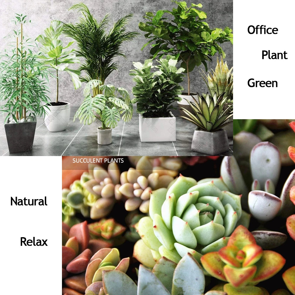 10 g Organic Fertilizer Mini Package Green General Purpose Safe And Pollution Free Use Flower Plant Food For Garden Bonsai