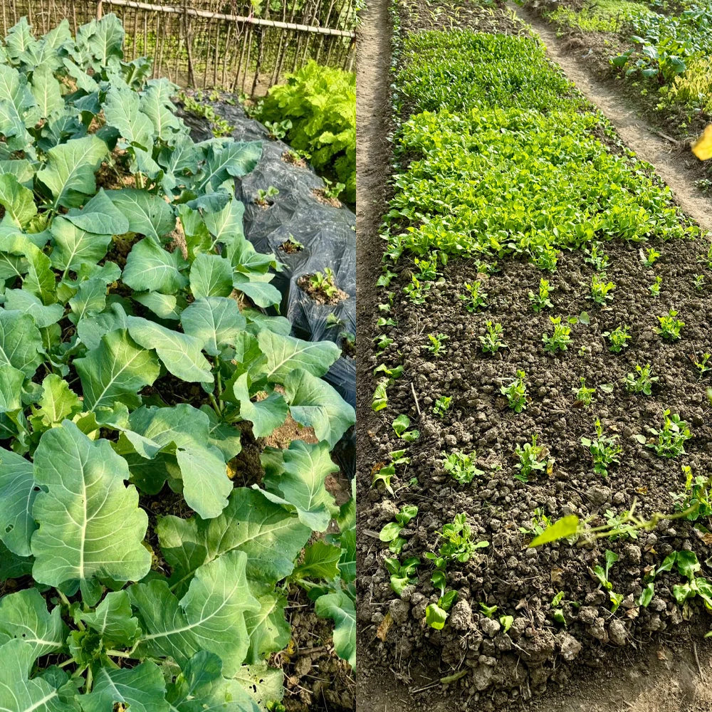 50g EM Effective Microorganisms Organic Fertilizer Compost Fermentation Bran Kitchen Waste Provides Organic Matter To The Soil