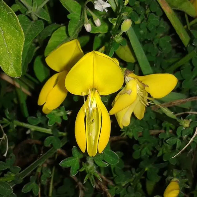 Certified Organic Premium Natural Perfume Ingredient Broom Genet Absolute Oil Pure Essential Oil for Fragrance Industry