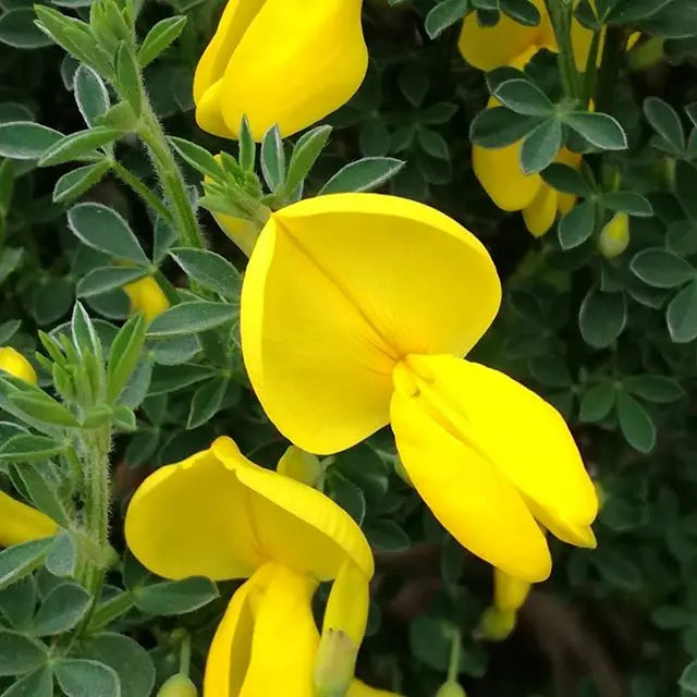 Certified Organic Premium Natural Perfume Ingredient Broom Genet Absolute Oil Pure Essential Oil for Fragrance Industry