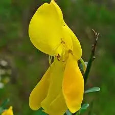 Certified Organic Premium Natural Perfume Ingredient Broom Genet Absolute Oil Pure Essential Oil for Fragrance Industry